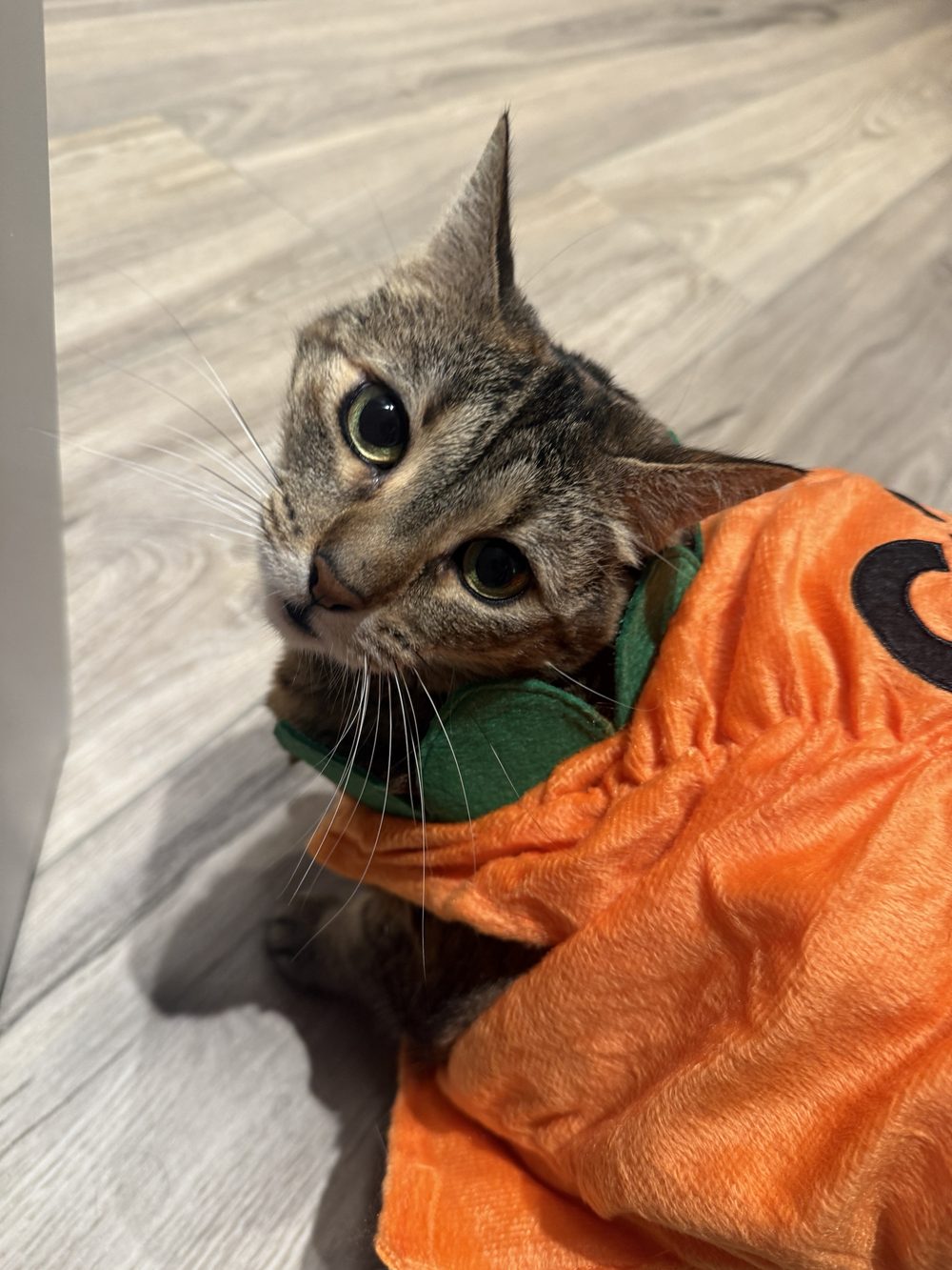 Dr. Maia's other cat, a tabby, wearing an orange pumpkin costume