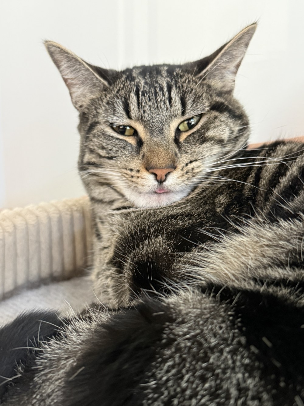 One of Dr. Maia's two cats, a tabby, curled up in a cat bed