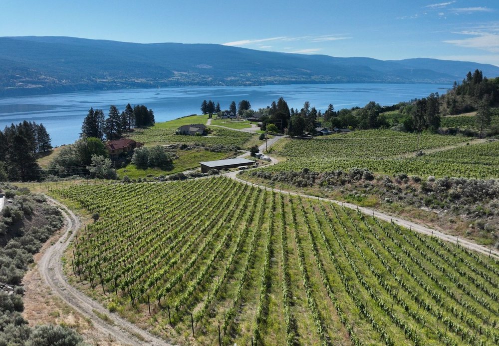 Vineyard rows above Okanagan Lake, near Summerland